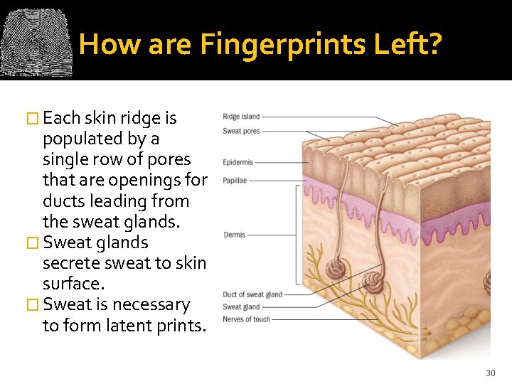 How are Fingerprints Left? � Each skin ridge is populated by a single row