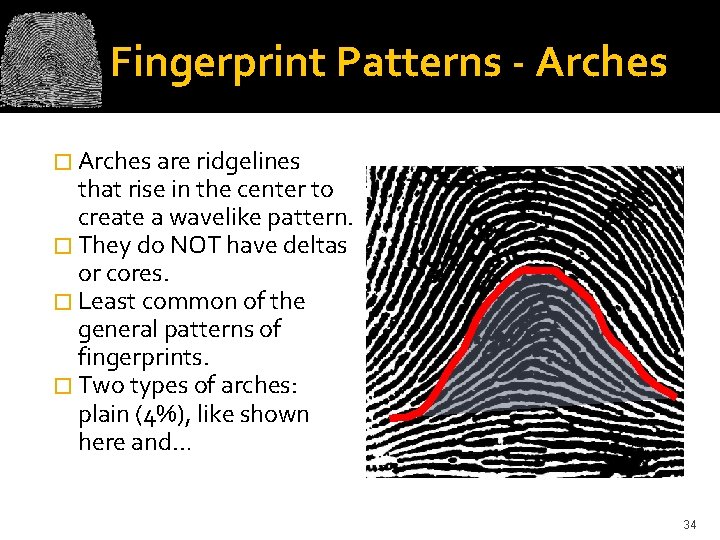 Fingerprint Patterns - Arches � Arches are ridgelines that rise in the center to
