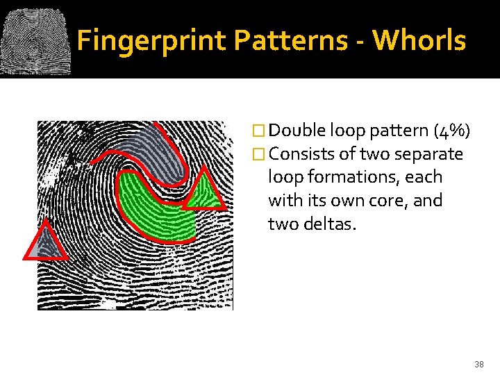 Fingerprint Patterns - Whorls � Double loop pattern (4%) � Consists of two separate