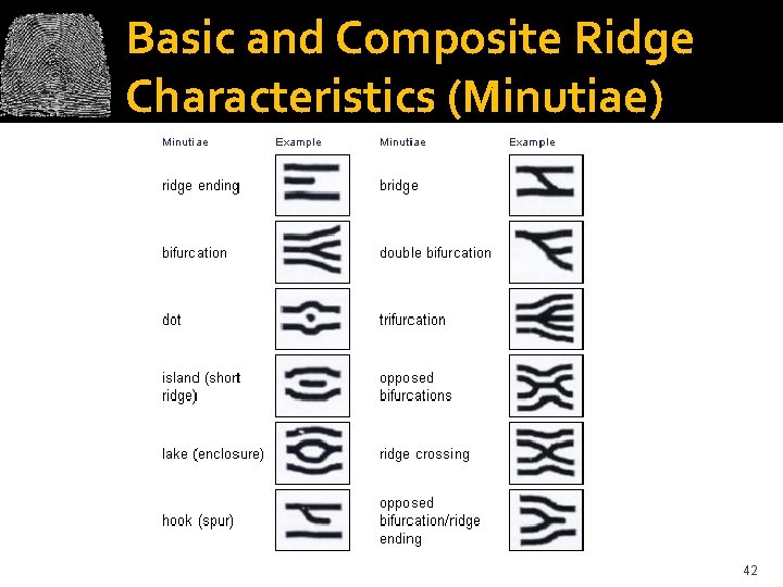 Basic and Composite Ridge Characteristics (Minutiae) 42 