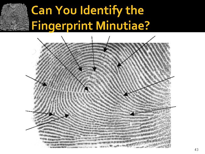 Can You Identify the Fingerprint Minutiae? 43 