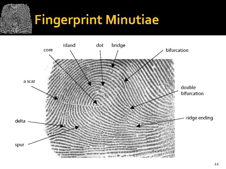 Fingerprint Minutiae 44 