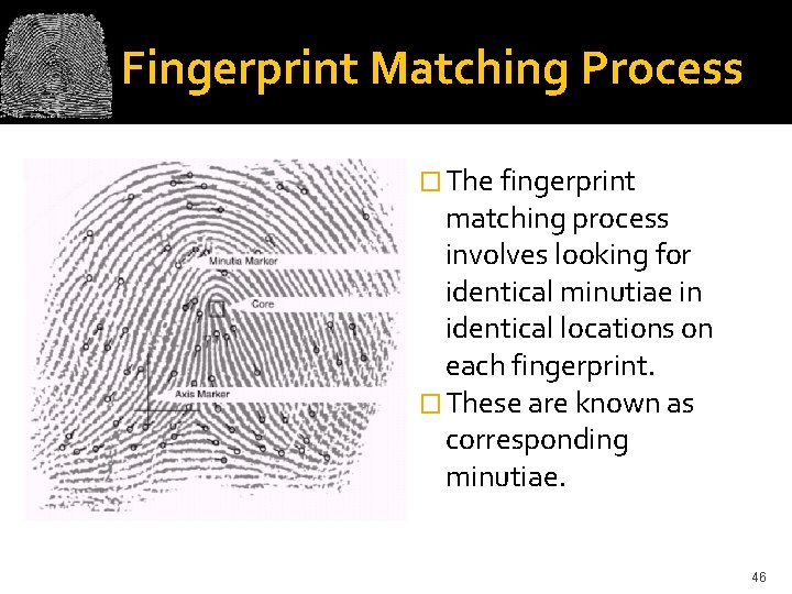 Fingerprint Matching Process � The fingerprint matching process involves looking for identical minutiae in