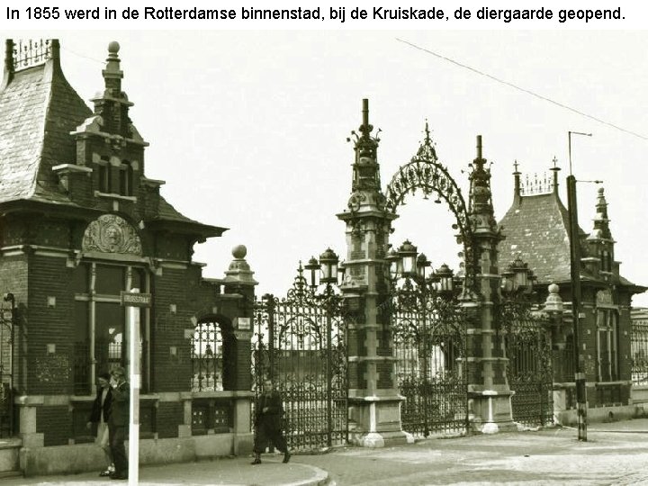 In 1855 werd in de Rotterdamse binnenstad, bij de Kruiskade, de diergaarde geopend. 