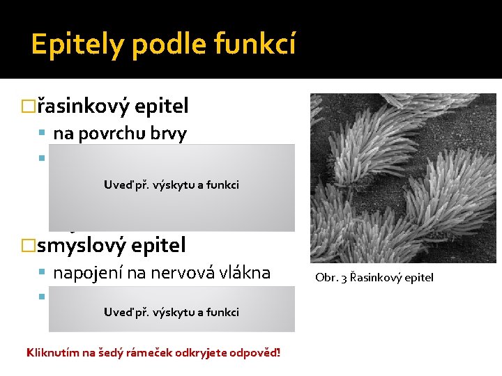 Epitely podle funkcí �řasinkový epitel na povrchu brvy např. dýchacích cesty (transport hlenu a