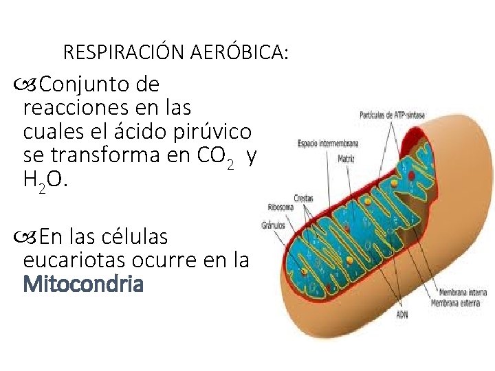 RESPIRACIÓN AERÓBICA: Conjunto de reacciones en las cuales el ácido pirúvico se transforma en