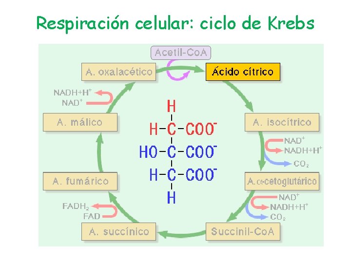 Respiración celular: ciclo de Krebs 