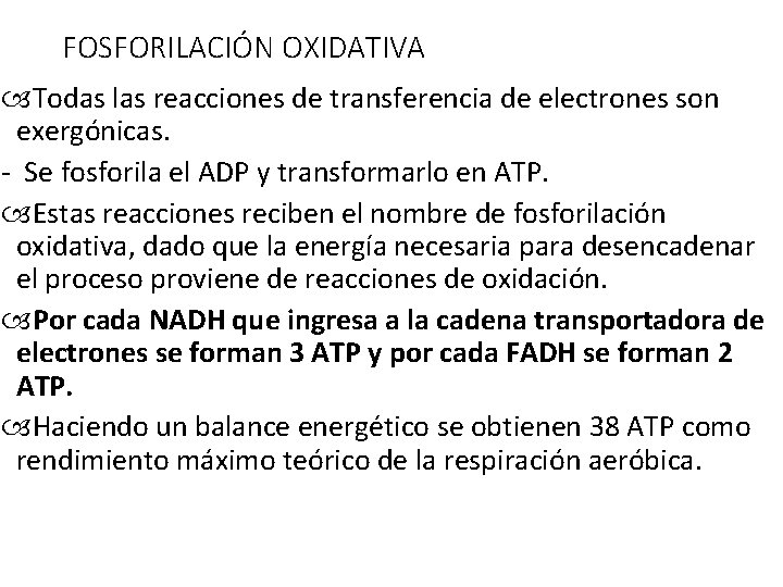 FOSFORILACIÓN OXIDATIVA Todas las reacciones de transferencia de electrones son exergónicas. - Se fosforila