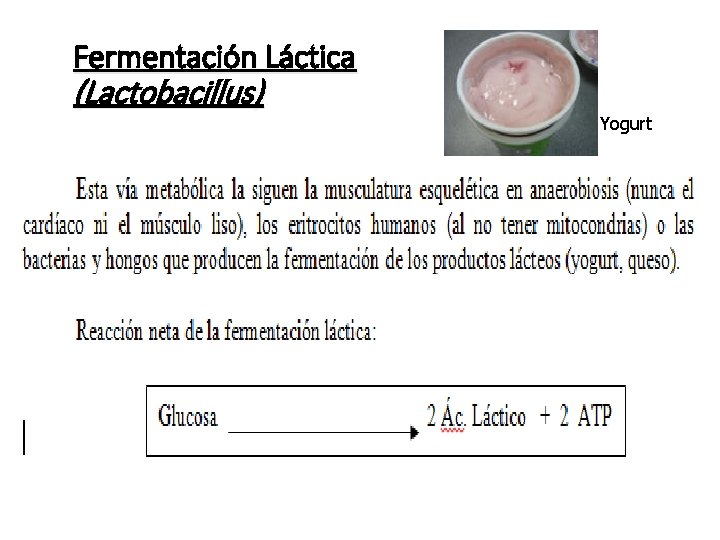 Fermentación Láctica (Lactobacillus) Yogurt 