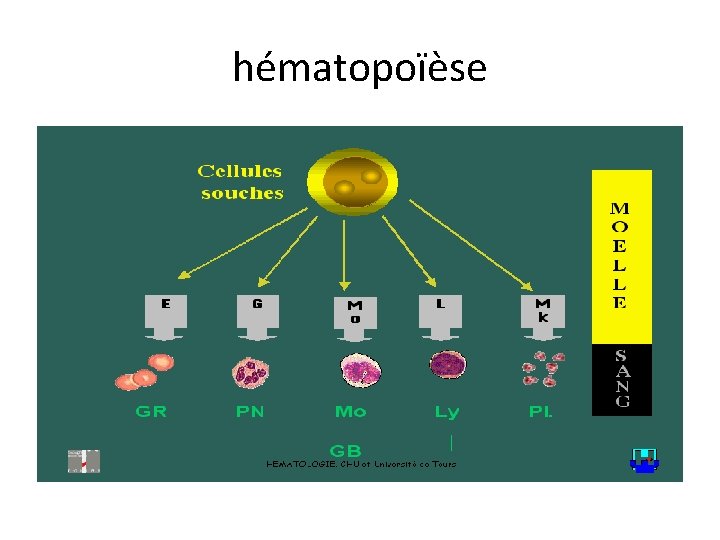 hématopoïèse 