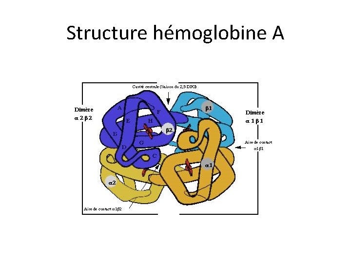 Structure hémoglobine A 