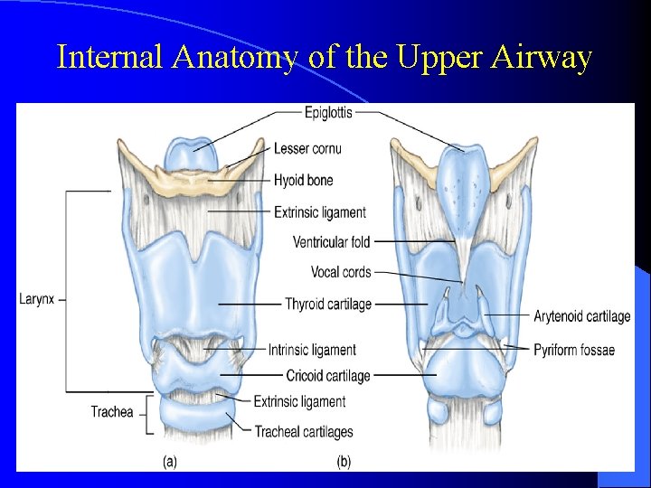 Internal Anatomy of the Upper Airway 