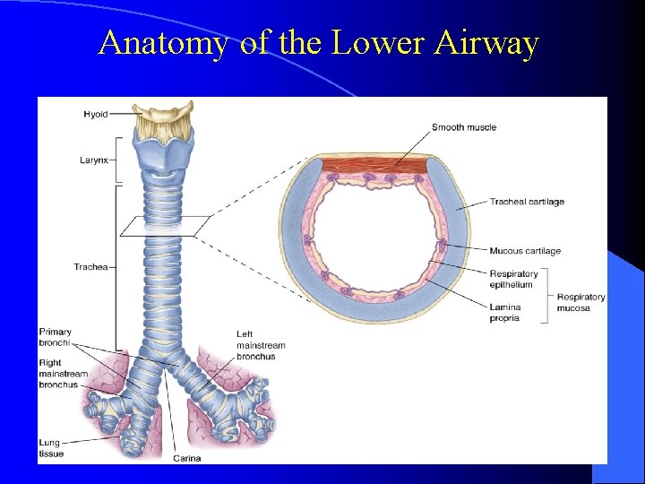 Anatomy of the Lower Airway 