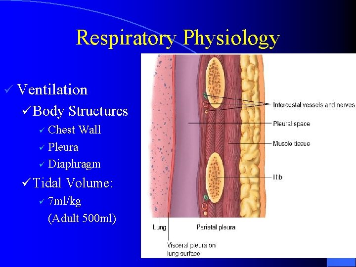 Respiratory Physiology ü Ventilation ü Body Structures Chest Wall ü Pleura ü Diaphragm ü