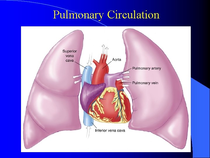 Pulmonary Circulation 