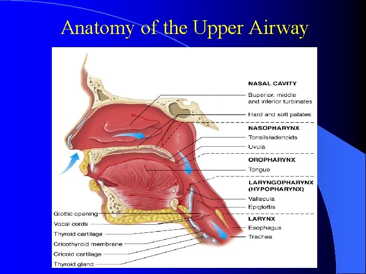 Anatomy of the Upper Airway 