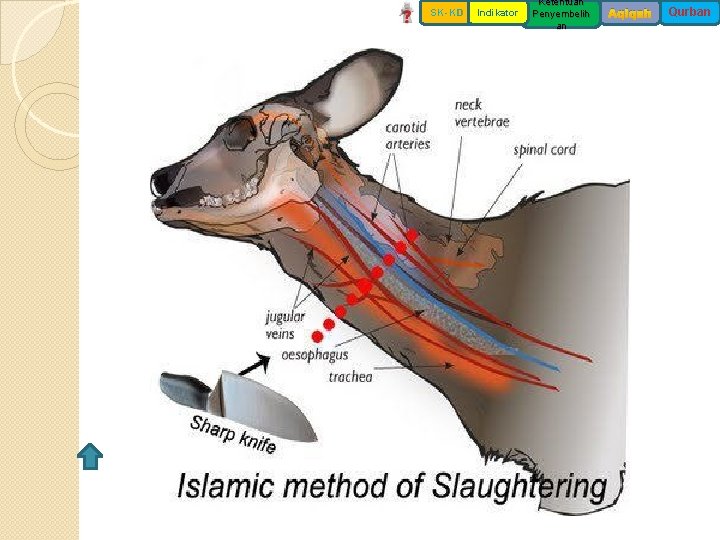 SK-KD Indikator Ketentuan Penyembelih an Aqiqah Qurban 