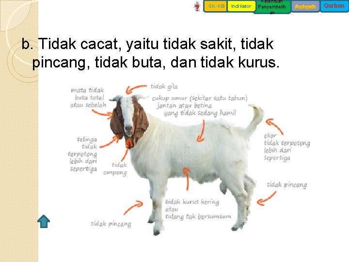 SK-KD Indikator Ketentuan Penyembelih an b. Tidak cacat, yaitu tidak sakit, tidak pincang, tidak