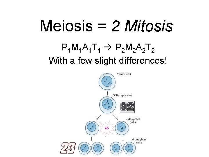 Meiosis = 2 Mitosis P 1 M 1 A 1 T 1 P 2