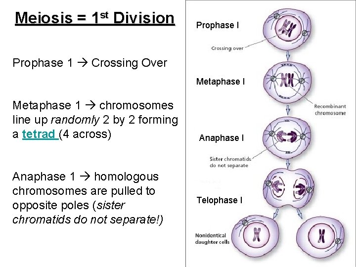 Meiosis = 1 st Division Prophase I Prophase 1 Crossing Over Metaphase I Metaphase