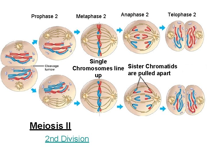 Prophase 2 Metaphase 2 Anaphase 2 Telophase 2 Single Chromosomes line Sister Chromatids are