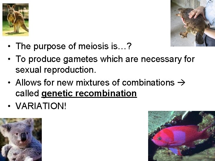  • The purpose of meiosis is…? • To produce gametes which are necessary