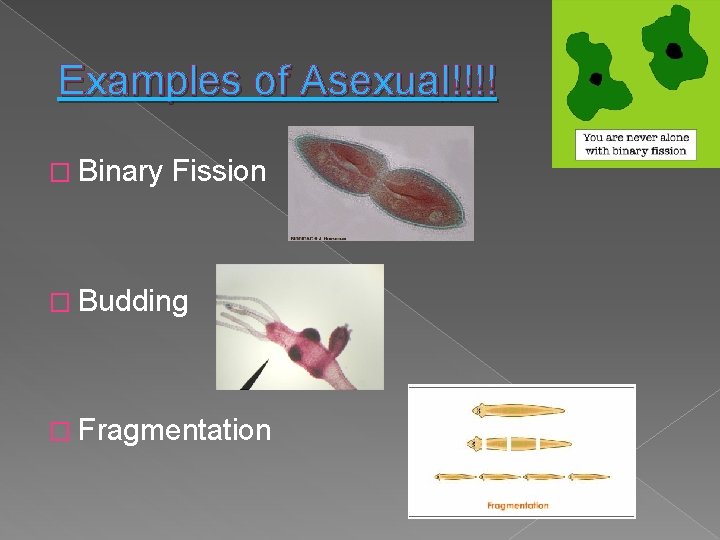 Examples of Asexual!!!! � Binary Fission � Budding � Fragmentation 