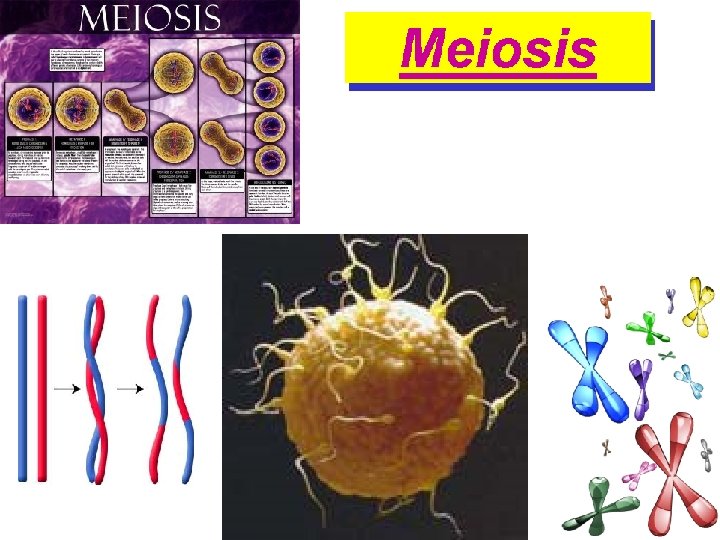 Meiosis 