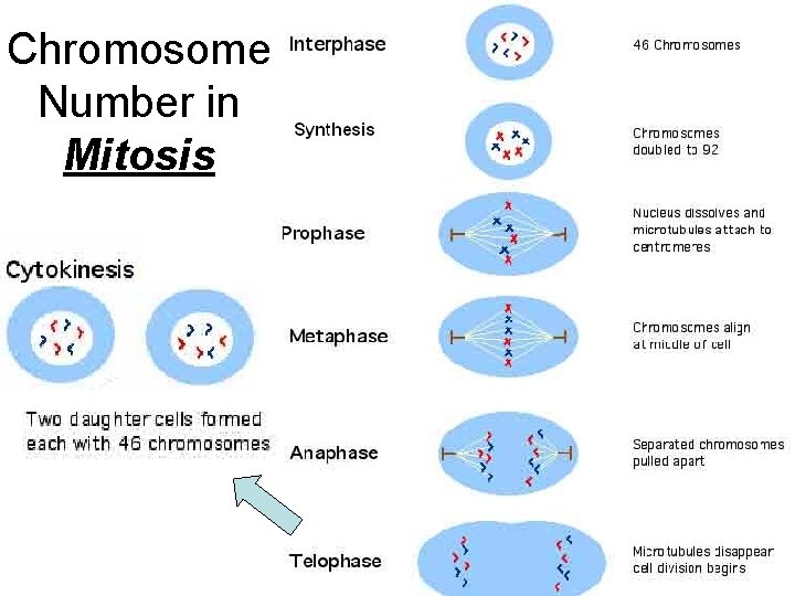 Chromosome Number in Mitosis 