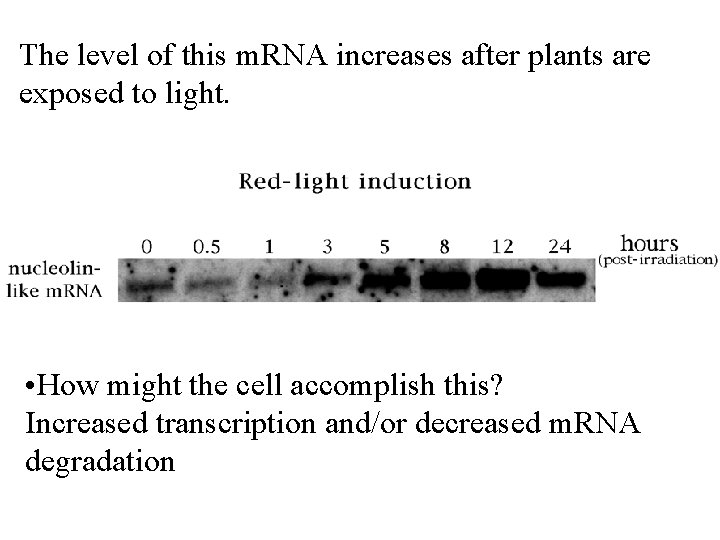 The level of this m. RNA increases after plants are exposed to light. •