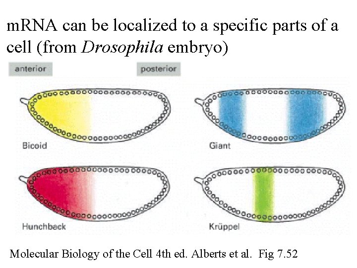 m. RNA can be localized to a specific parts of a cell (from Drosophila