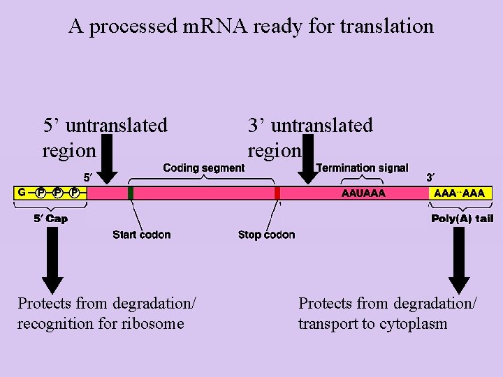 A processed m. RNA ready for translation 5’ untranslated region Protects from degradation/ recognition