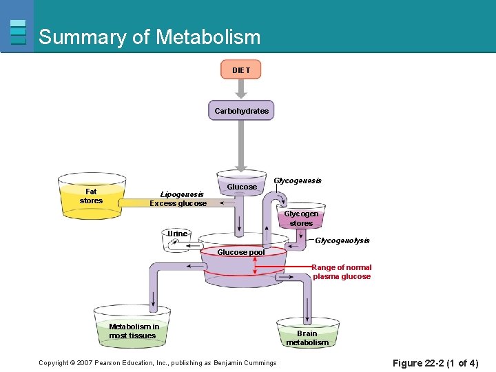 Summary of Metabolism DIET Carbohydrates Fat stores Lipogenesis Excess glucose Glycogenesis Glycogen stores Urine