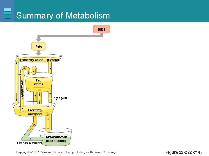 Summary of Metabolism DIET Fats Lipogenesis Free fatty acids + glycerol Fat stores Lipolysis