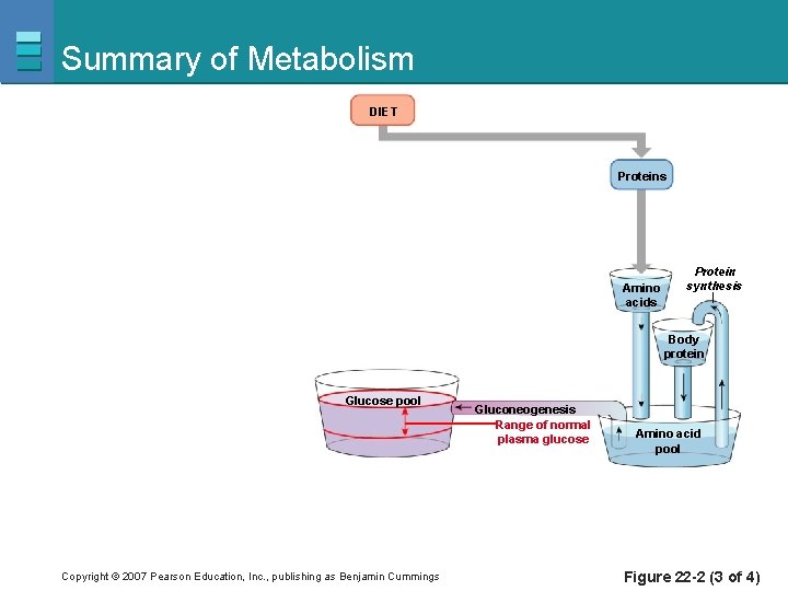 Summary of Metabolism DIET Proteins Amino acids Protein synthesis Body protein Glucose pool Copyright