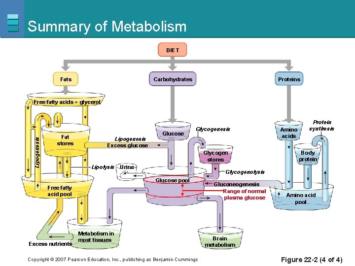 Summary of Metabolism DIET Carbohydrates Fats Proteins Lipogenesis Free fatty acids + glycerol Fat