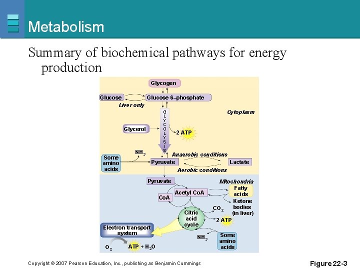 Metabolism Summary of biochemical pathways for energy production Glycogen Glucose 6–phosphate Liver only G