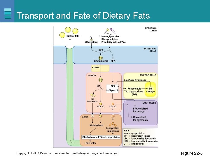 Transport and Fate of Dietary Fats Copyright © 2007 Pearson Education, Inc. , publishing