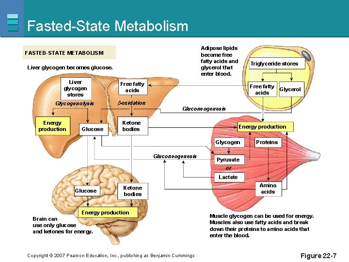 Fasted-State Metabolism Adipose lipids become free fatty acids and glycerol that enter blood. FASTED-STATE