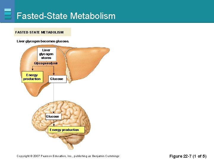 Fasted-State Metabolism FASTED-STATE METABOLISM Liver glycogen becomes glucose. Liver glycogen stores Glycogenolysis Energy production