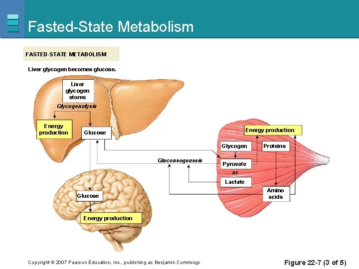 Fasted-State Metabolism FASTED-STATE METABOLISM Liver glycogen becomes glucose. Liver glycogen stores Glycogenolysis Energy production