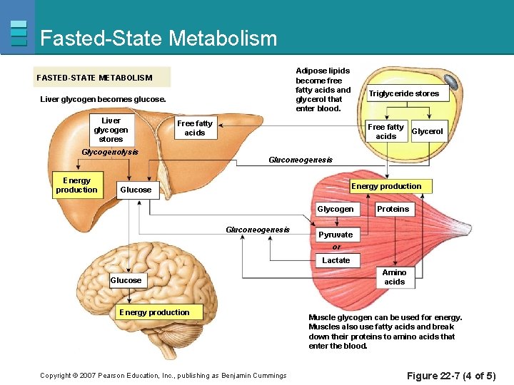 Fasted-State Metabolism Adipose lipids become free fatty acids and glycerol that enter blood. FASTED-STATE