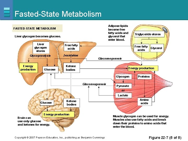 Fasted-State Metabolism Adipose lipids become free fatty acids and glycerol that enter blood. FASTED-STATE