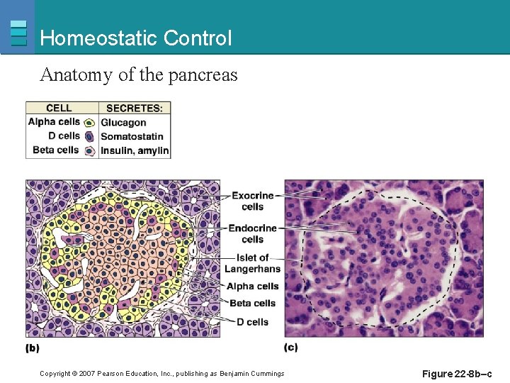 Homeostatic Control Anatomy of the pancreas Copyright © 2007 Pearson Education, Inc. , publishing