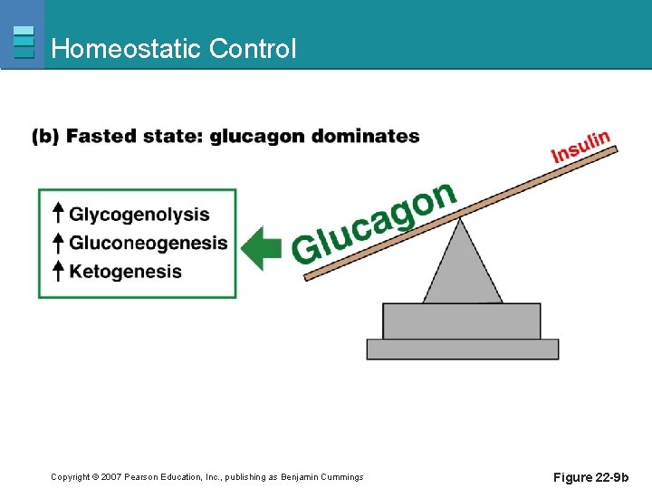 Homeostatic Control Copyright © 2007 Pearson Education, Inc. , publishing as Benjamin Cummings Figure