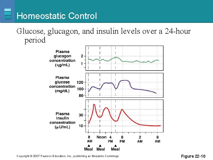 Homeostatic Control Glucose, glucagon, and insulin levels over a 24 -hour period Copyright ©