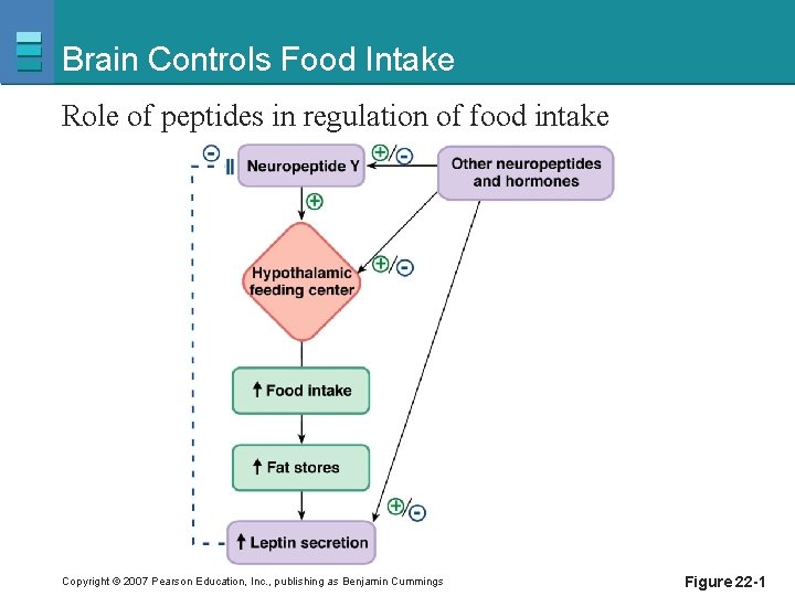 Brain Controls Food Intake Role of peptides in regulation of food intake Copyright ©