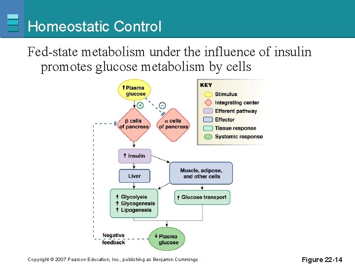 Homeostatic Control Fed-state metabolism under the influence of insulin promotes glucose metabolism by cells