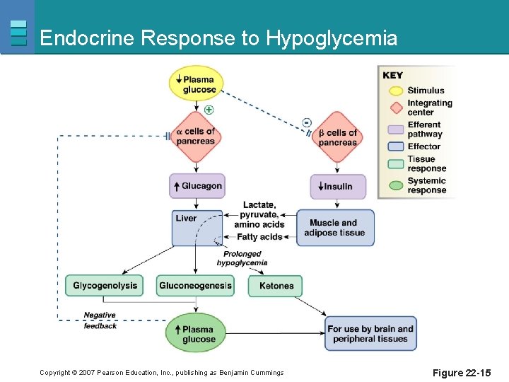 Endocrine Response to Hypoglycemia Copyright © 2007 Pearson Education, Inc. , publishing as Benjamin