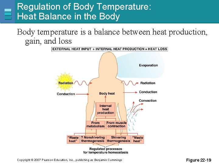 Regulation of Body Temperature: Heat Balance in the Body temperature is a balance between